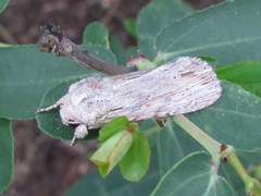 Spodoptera albula