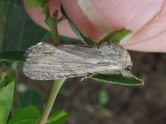 Spodoptera albula