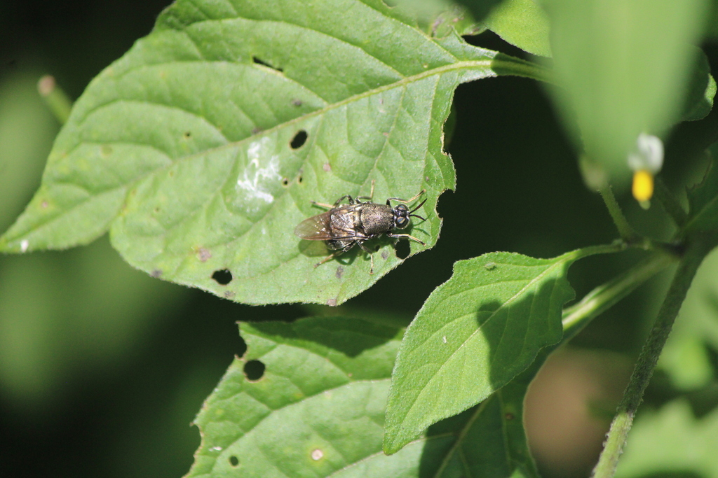 Cyphomyia erecta
