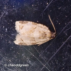 Neocalyptis liratana