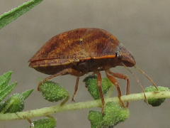 Stethaulax marmorata