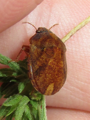 Stethaulax marmorata