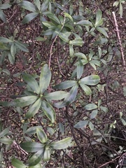 Daphne kiusiana