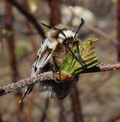 Endromis versicolora
