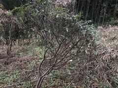 Daphne kiusiana