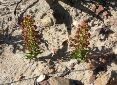 Brachycorythis macowaniana