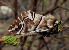 Endromis versicolora