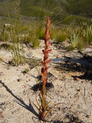 Disa reticulata