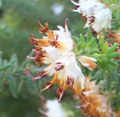 Erica stylaris