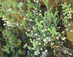 Erica stylaris