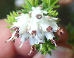 Erica stylaris