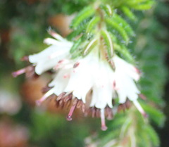 Erica stylaris