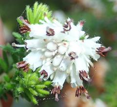 Erica stylaris