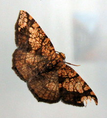 Nematocampa completa