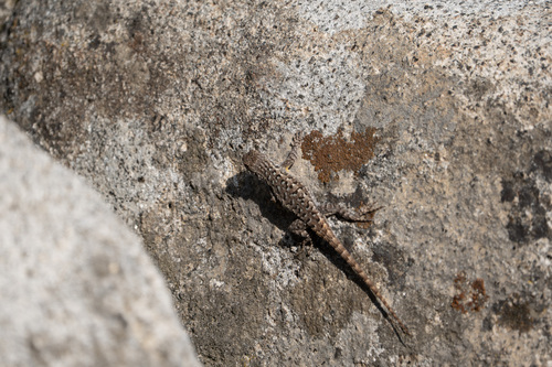 iNaturalist observation photo of Western Fence Lizard