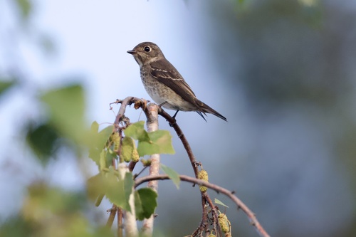 Dark-sided Flycatcher (Muscicapa sibirica), photo 8