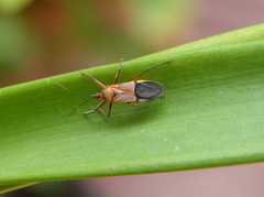 Pseudophonoctonus