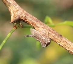 Oxyrhachis