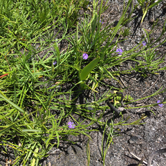 Psoralea oreophila