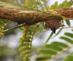 Oxyrhachis