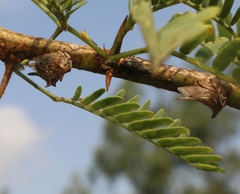 Oxyrhachis
