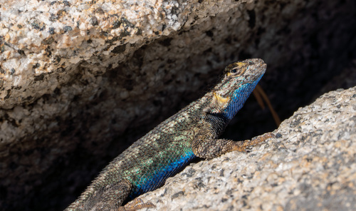 iNaturalist observation photo of Western Fence Lizard