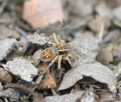 Stenaelurillus lesserti