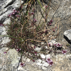 Lobelia jasionoides