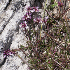 Lobelia jasionoides