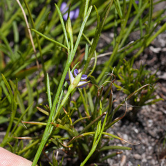 Psoralea oreophila