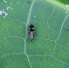 Neoloxotaenia gracilis