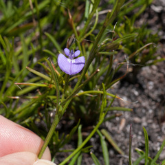 Psoralea oreophila