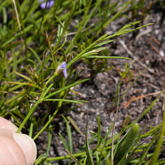 Psoralea oreophila