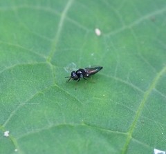 Neoloxotaenia gracilis