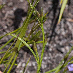 Psoralea oreophila