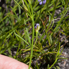 Psoralea oreophila