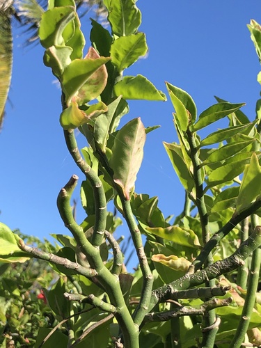 Euphorbia tithymaloides