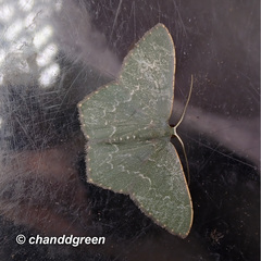 Maxates hemitheoides-lactipuncta-microdonta