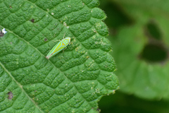 Graphocephala rufimargo