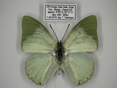 Charaxes minor