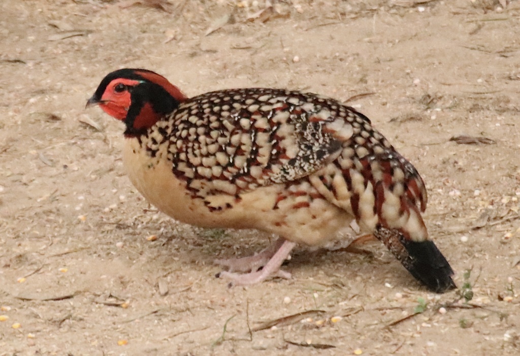 Cabot's Tragopan photo