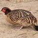 Cabot's Tragopan - Photo (c) Anne Heyerly, some rights reserved (CC BY-NC), uploaded by Anne Heyerly