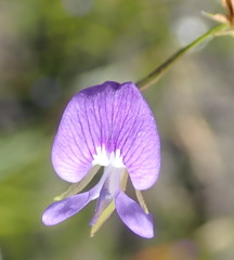 Psoralea trullata
