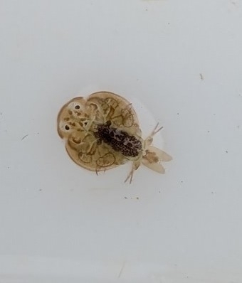 Gulfcoast fishlouse