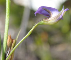 Psoralea trullata