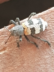 Aegorhinus phaleratus