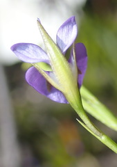 Psoralea trullata