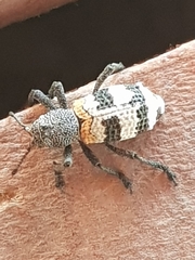 Aegorhinus phaleratus