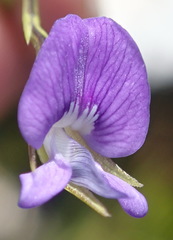 Psoralea trullata