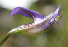 Psoralea trullata